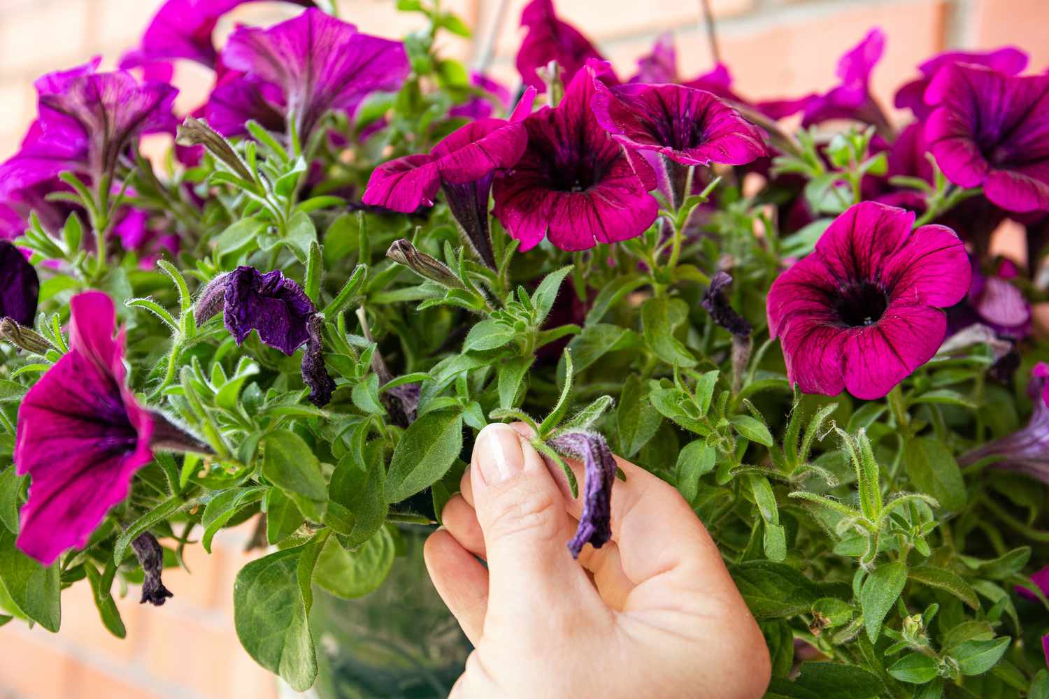 Pruning petunias