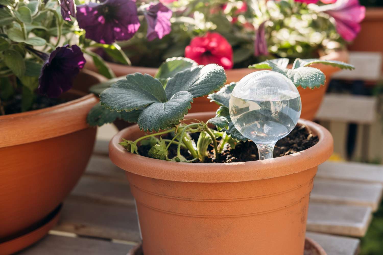 self watering system in a terracotta pot