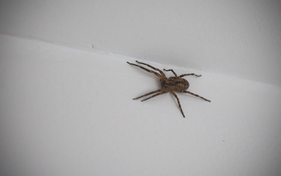 A spider weaving its web