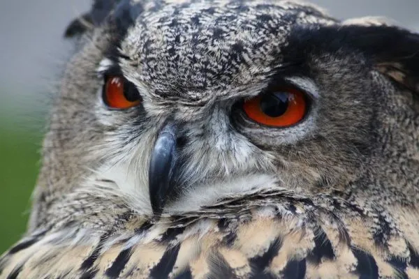 Owl flying at night