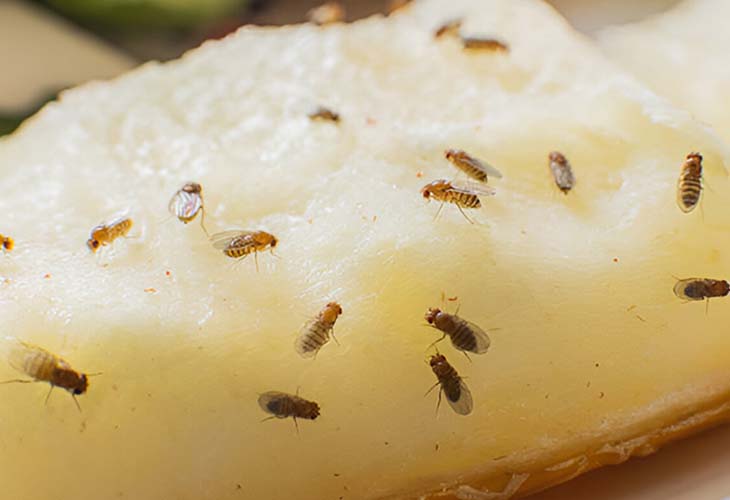 Fruit Flies