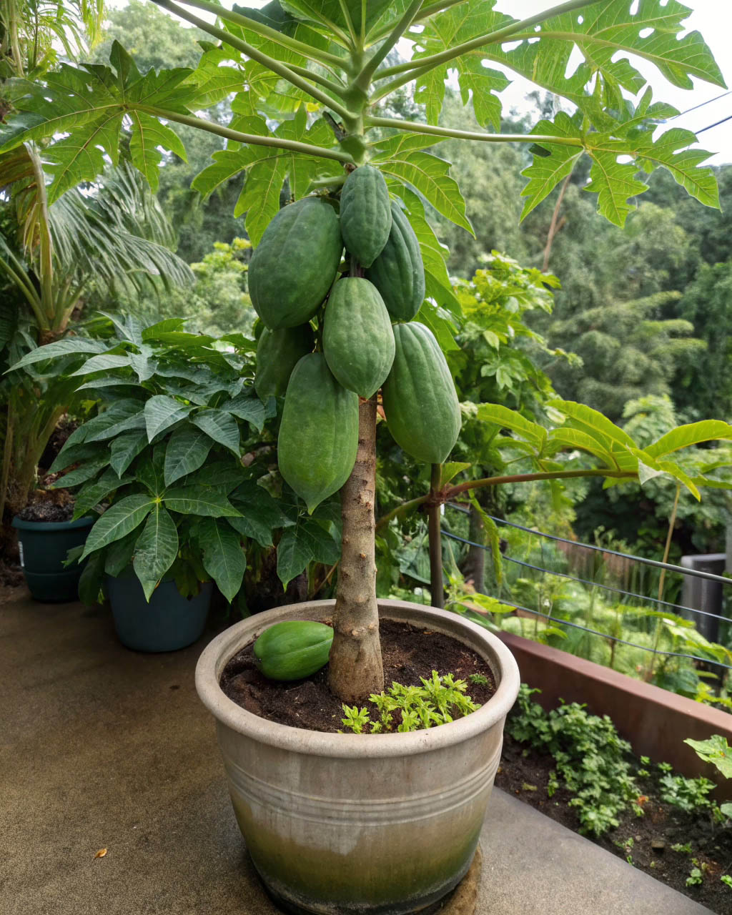 Papaya tree in a pot on a terrace