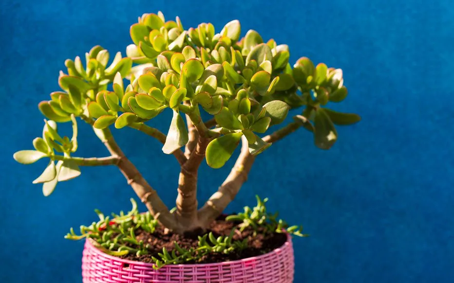 Jade plant outdoors in the sun