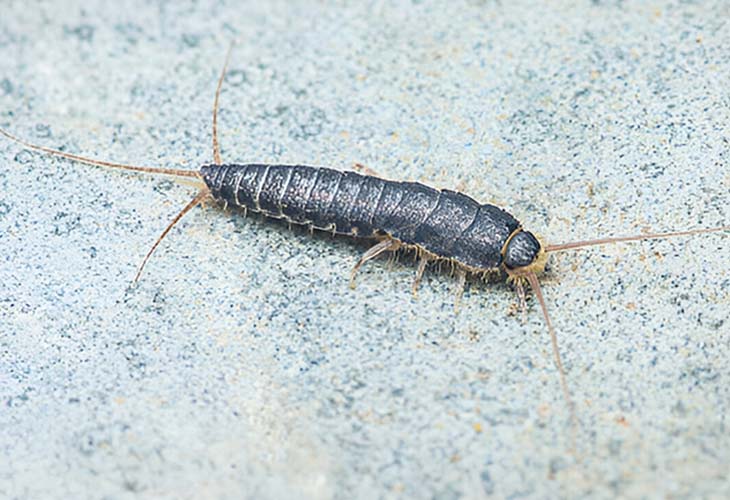 Silverfish