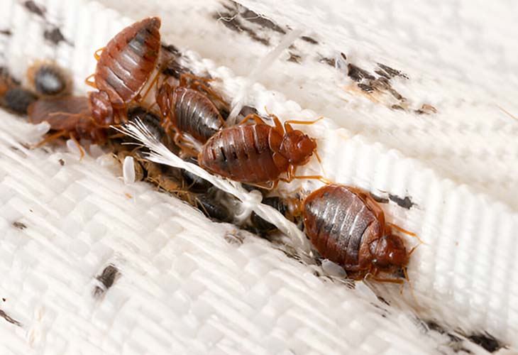 Bed Bug