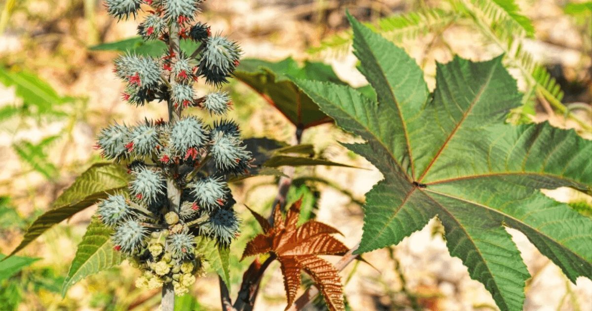 Castor Plant