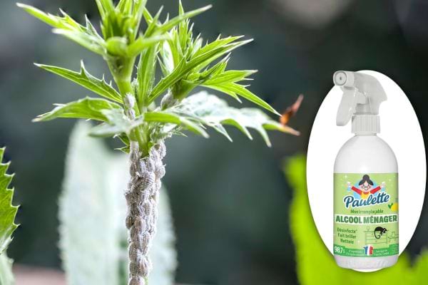 Household alcohol to remove mealybugs from a plant