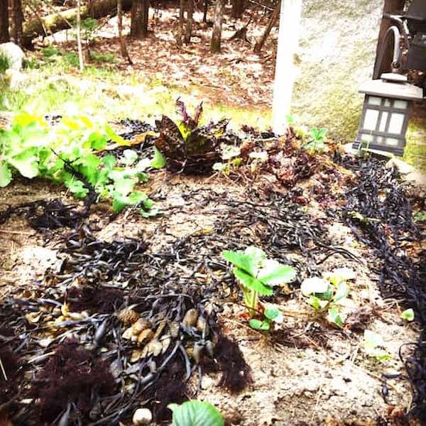 Using seaweed to repel slugs
