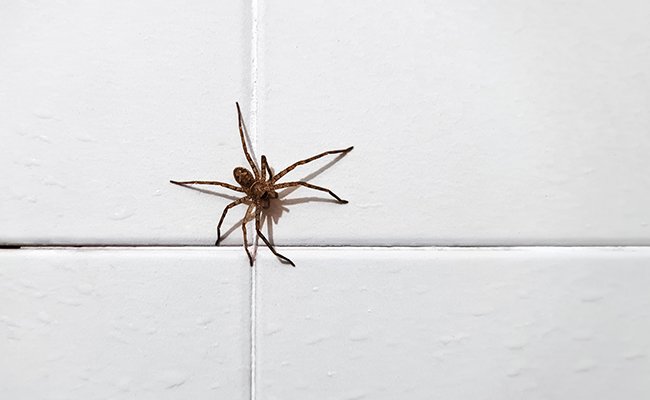 Spider inside a house