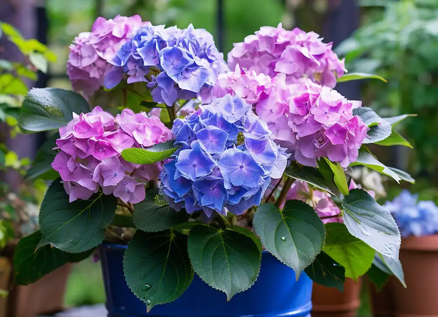 bigleaf hydrangeas