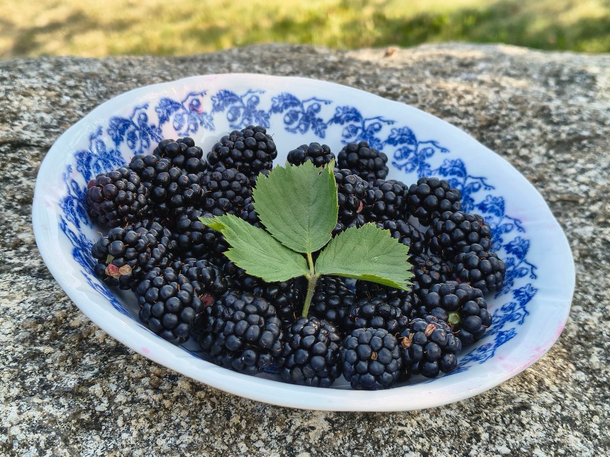 Fresh blackberries served in a small bowl