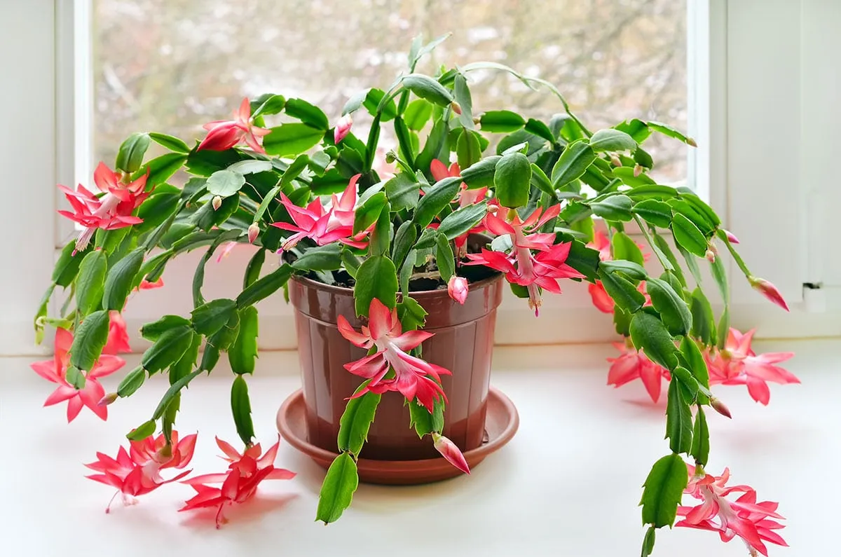 Christmas cactus in bloom