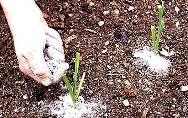 Using wood ash to protect plants from slugs