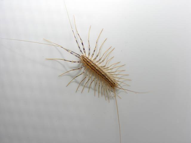 Centipede Scutigera coleoptrata