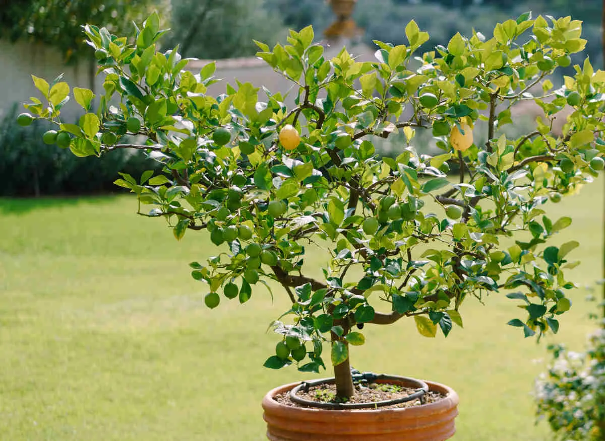 Lemon tree in a pot on a terrace