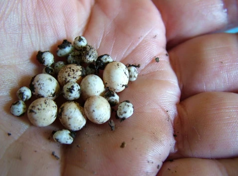 White beads resembling an egg nest