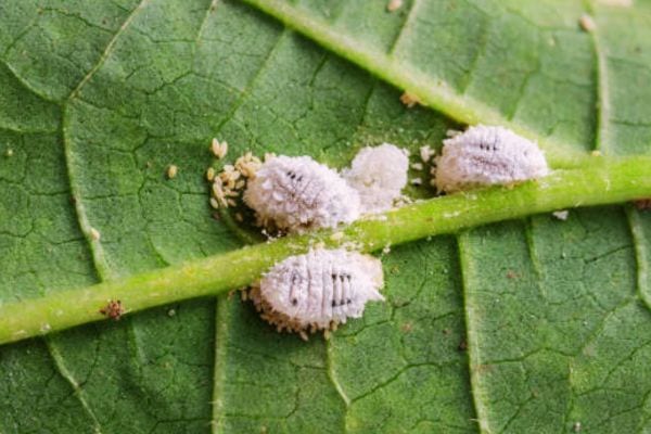 Several mealybugs on a leaf