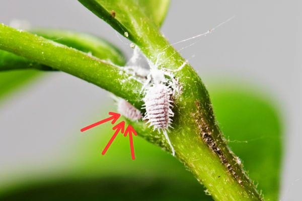 Mealybugs on a plant