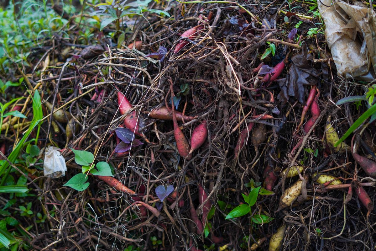 Compost bin filled with leaves and organic garden scraps