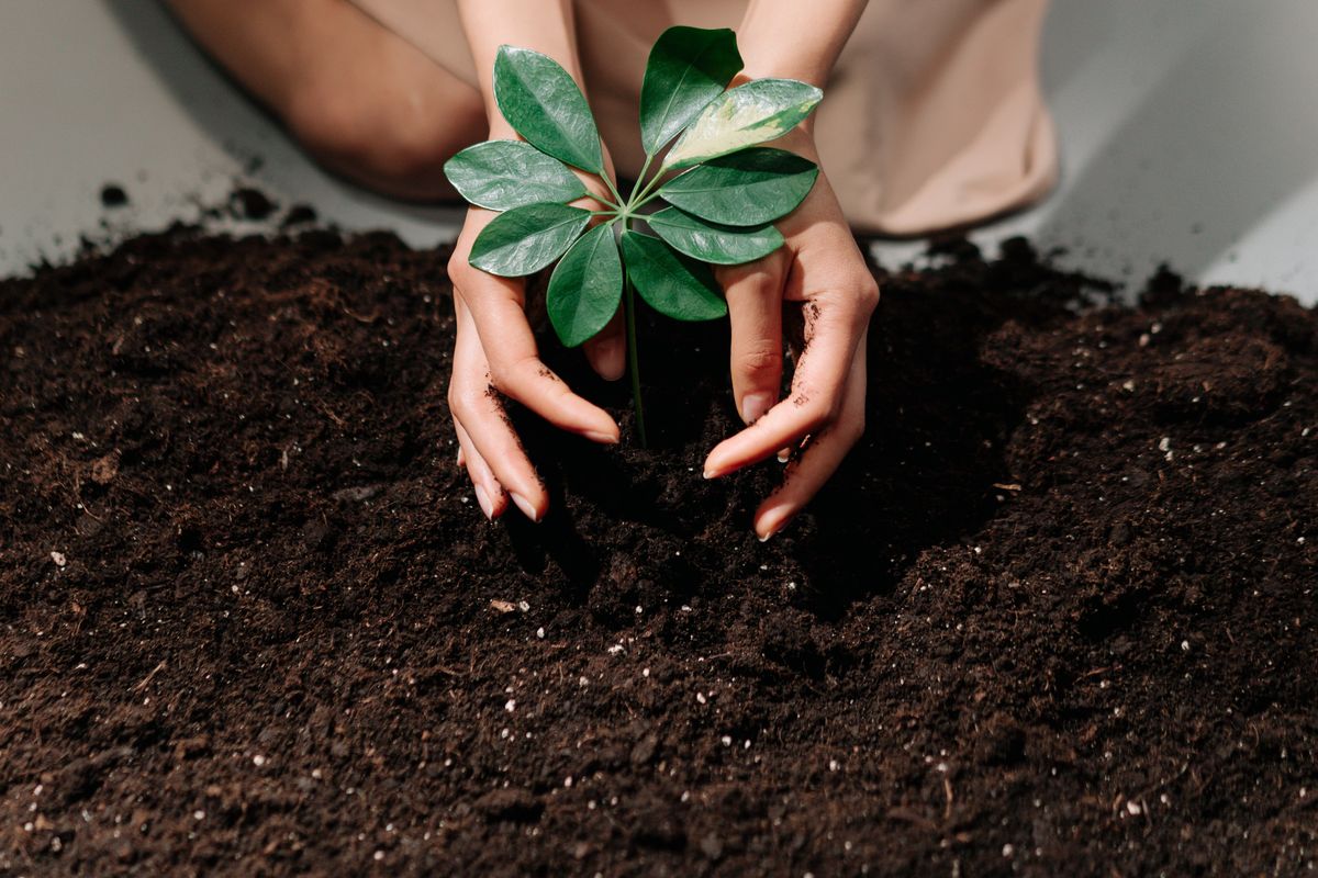 Hands mixing dark organic matter into garden soil