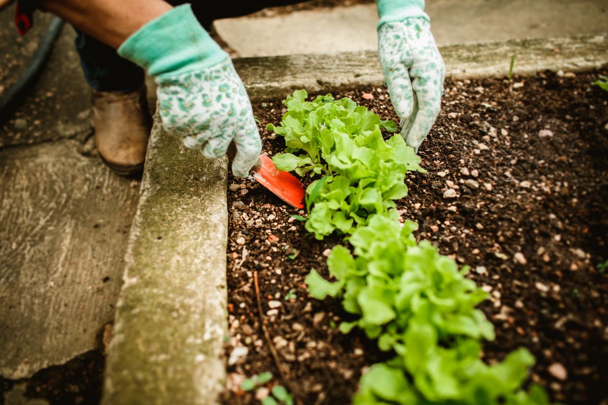 Small vegetable garden bed with leafy plants and rich soil