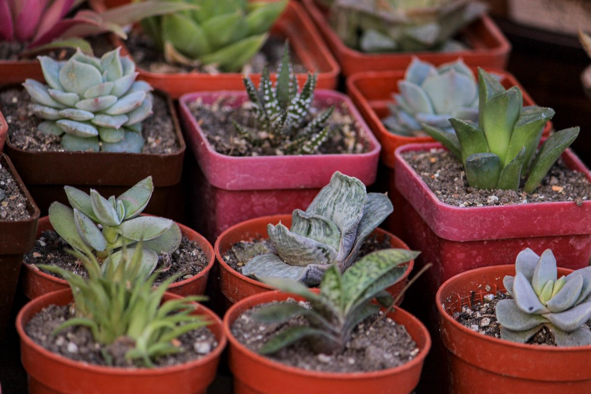 Potted garden plants on a patio with watering can nearby