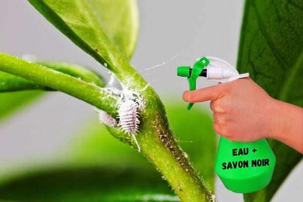 Water and black soap in a green spray bottle to remove mealybugs from a plant