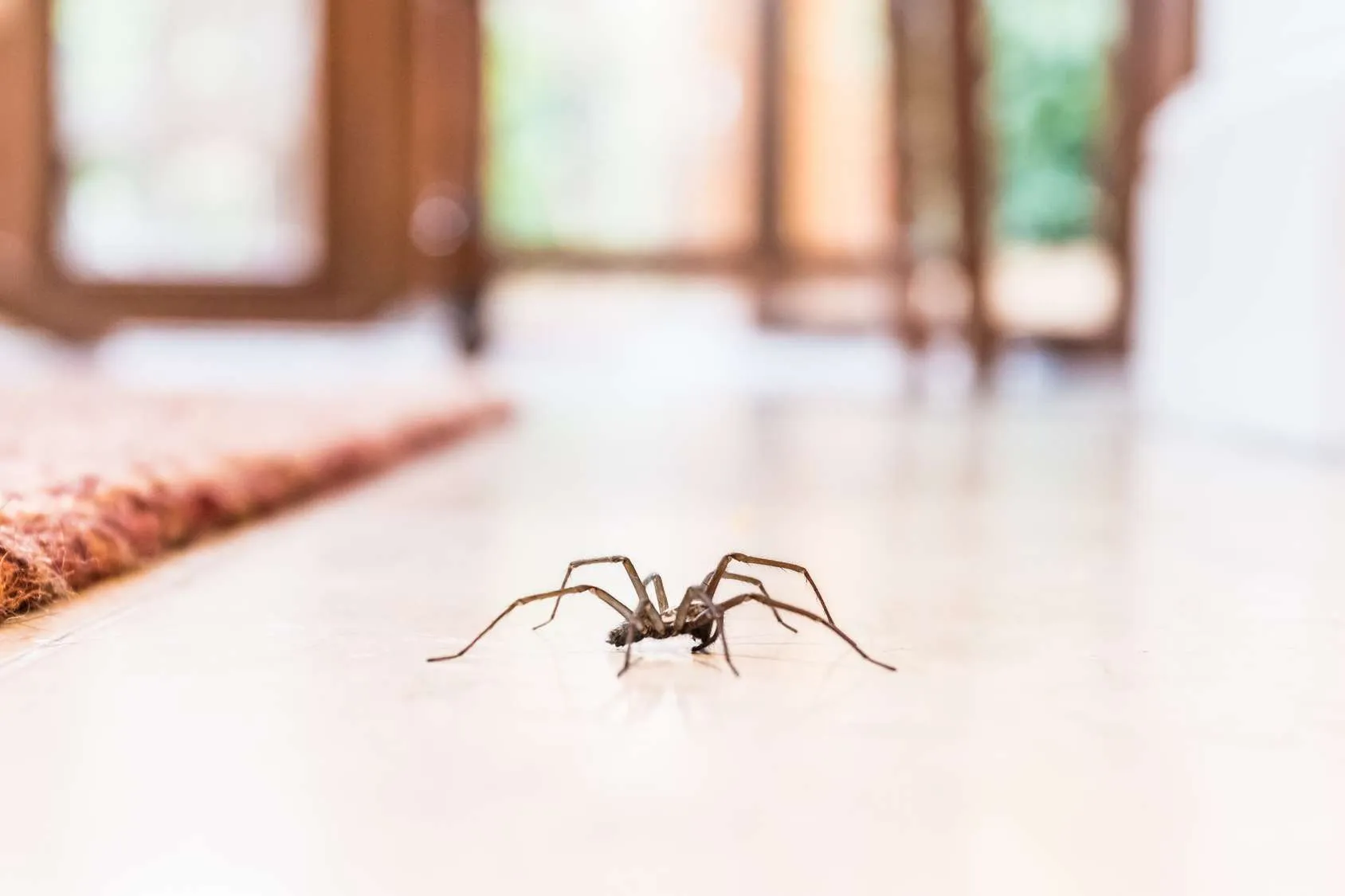 Spider inside a house