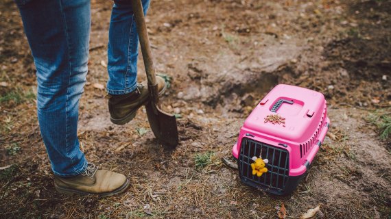 Burying your pet in the garden