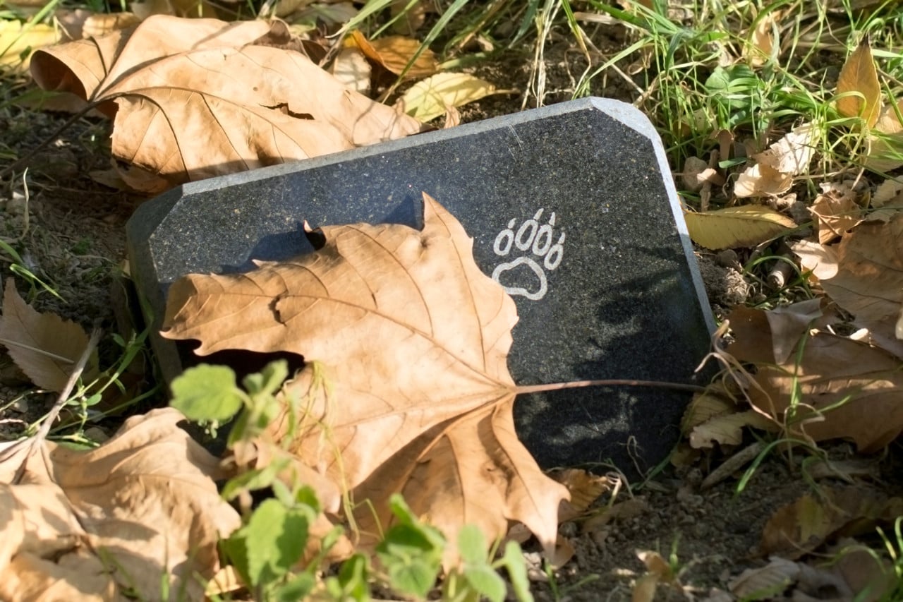 Respecting hygiene rules when burying a pet