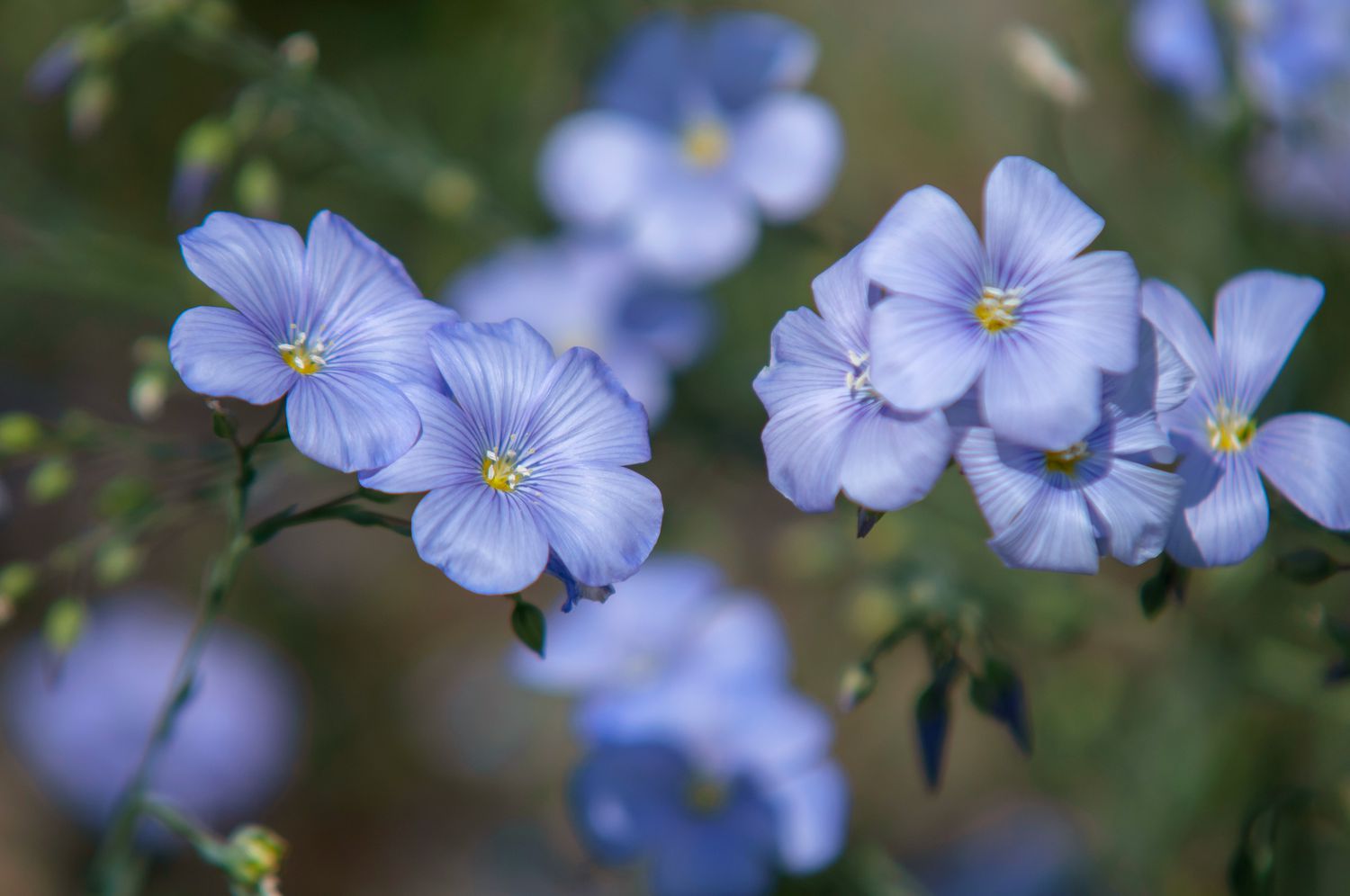 Flax plant with close-up blue flowers