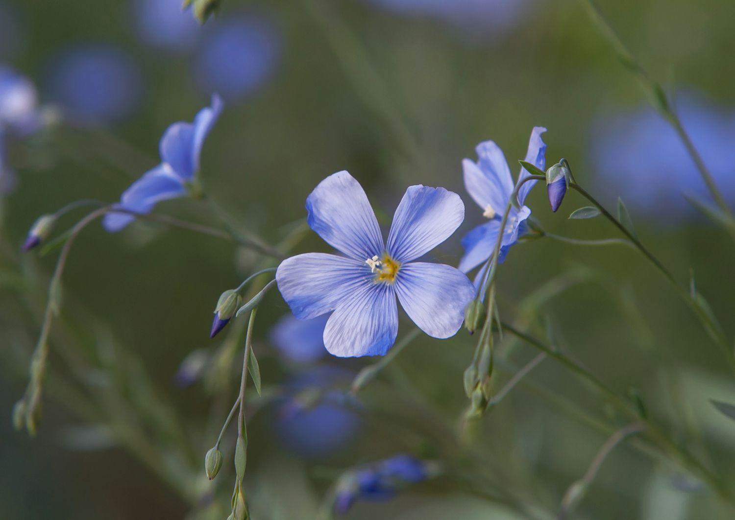 Flax plant with blue flower and buds close-up