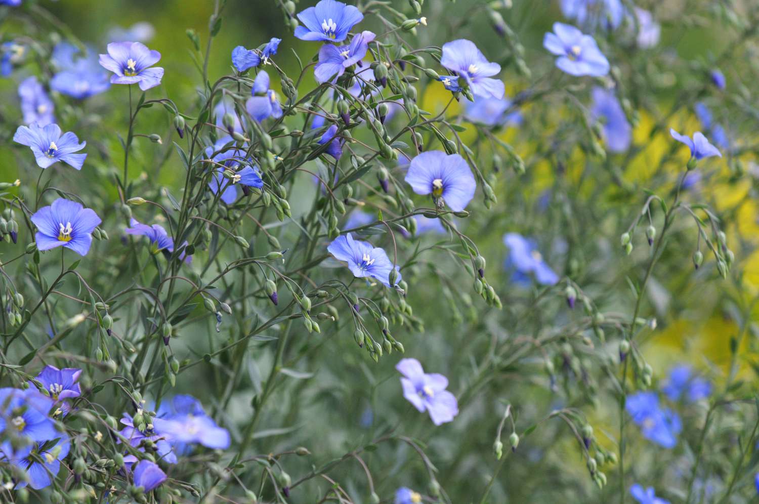 Flax stems with blue flowers and buds