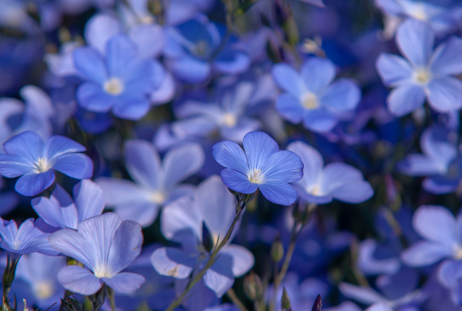 Clusters of blue flax flowers