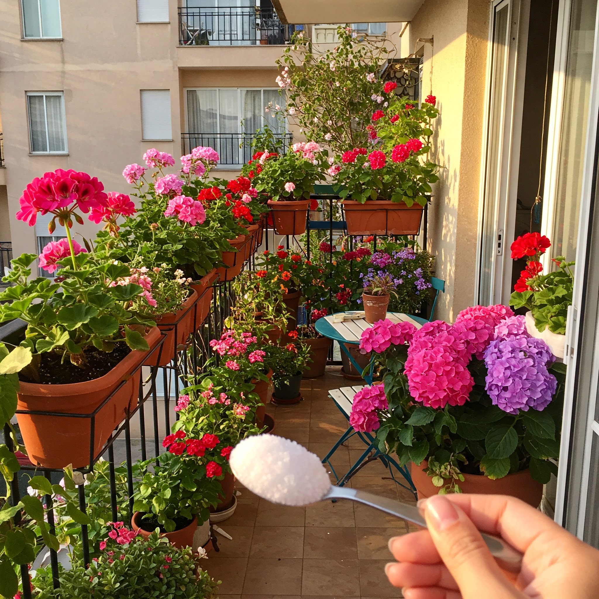 Flowers on Balcony Treated with Epsom Salt