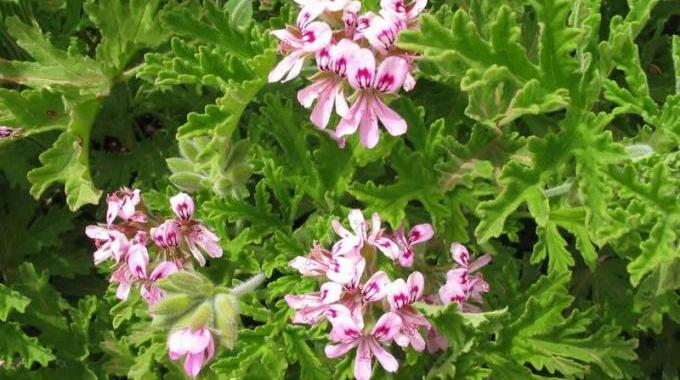 Natural Mosquito Repellent: How to Repel Mosquitoes with Rose-Scented Geranium