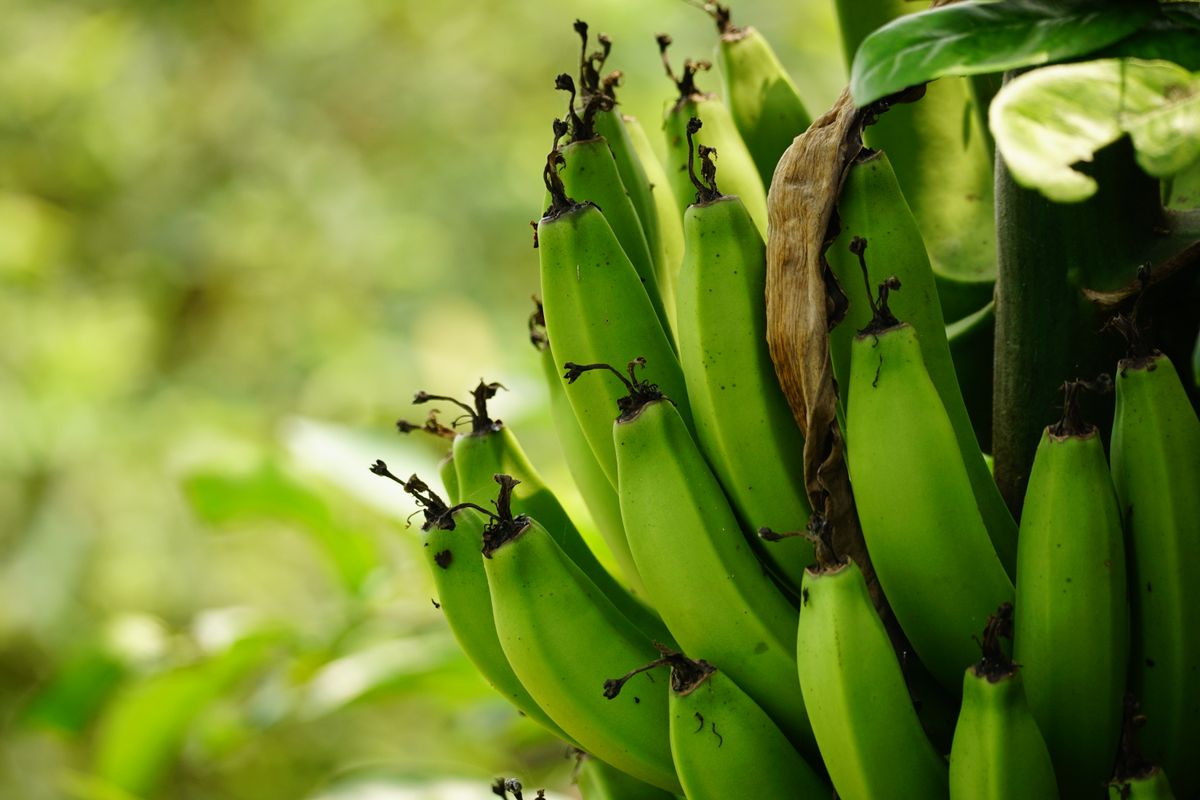 Green bananas resting on a wooden table
