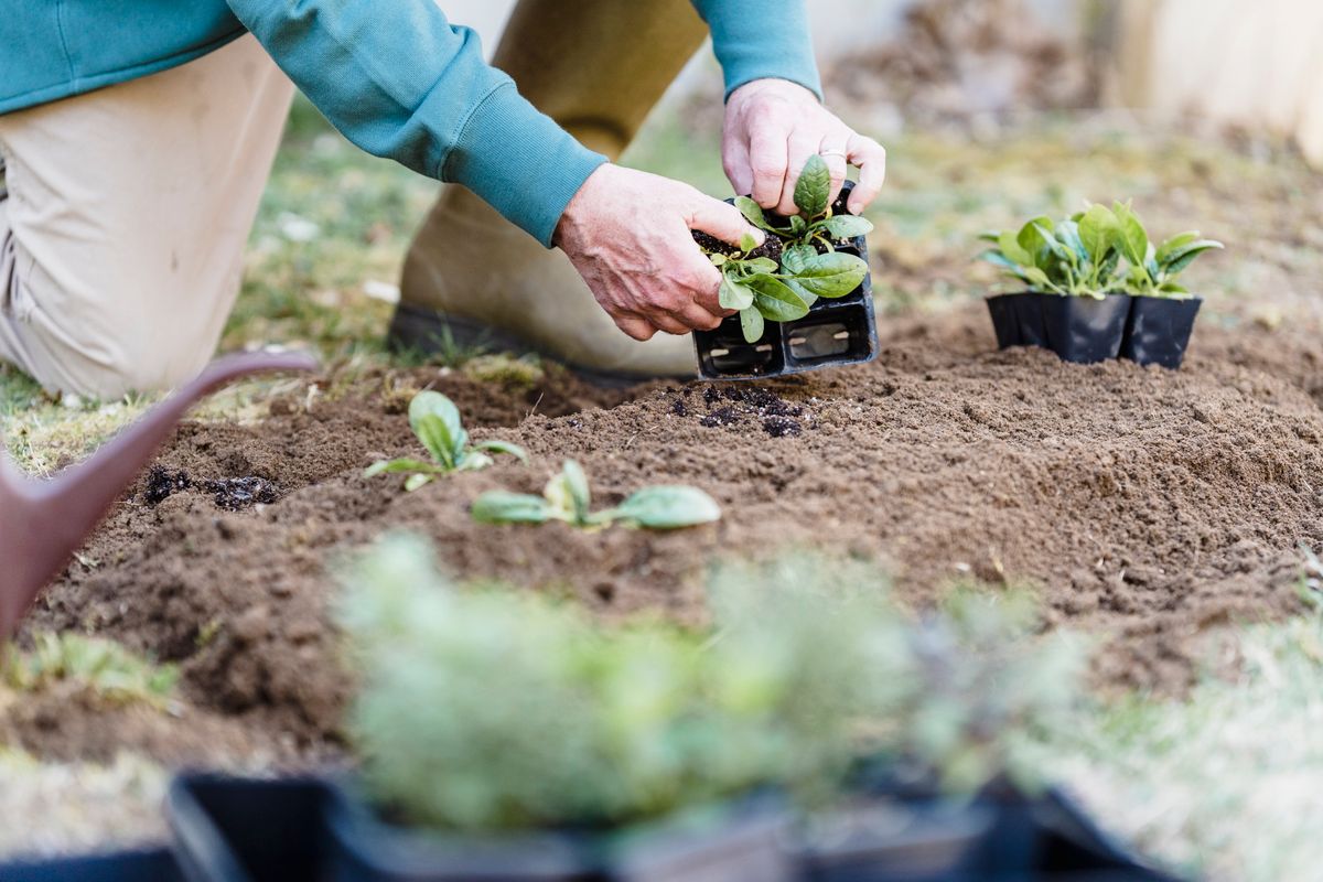 Hands planting young seedlings in a container