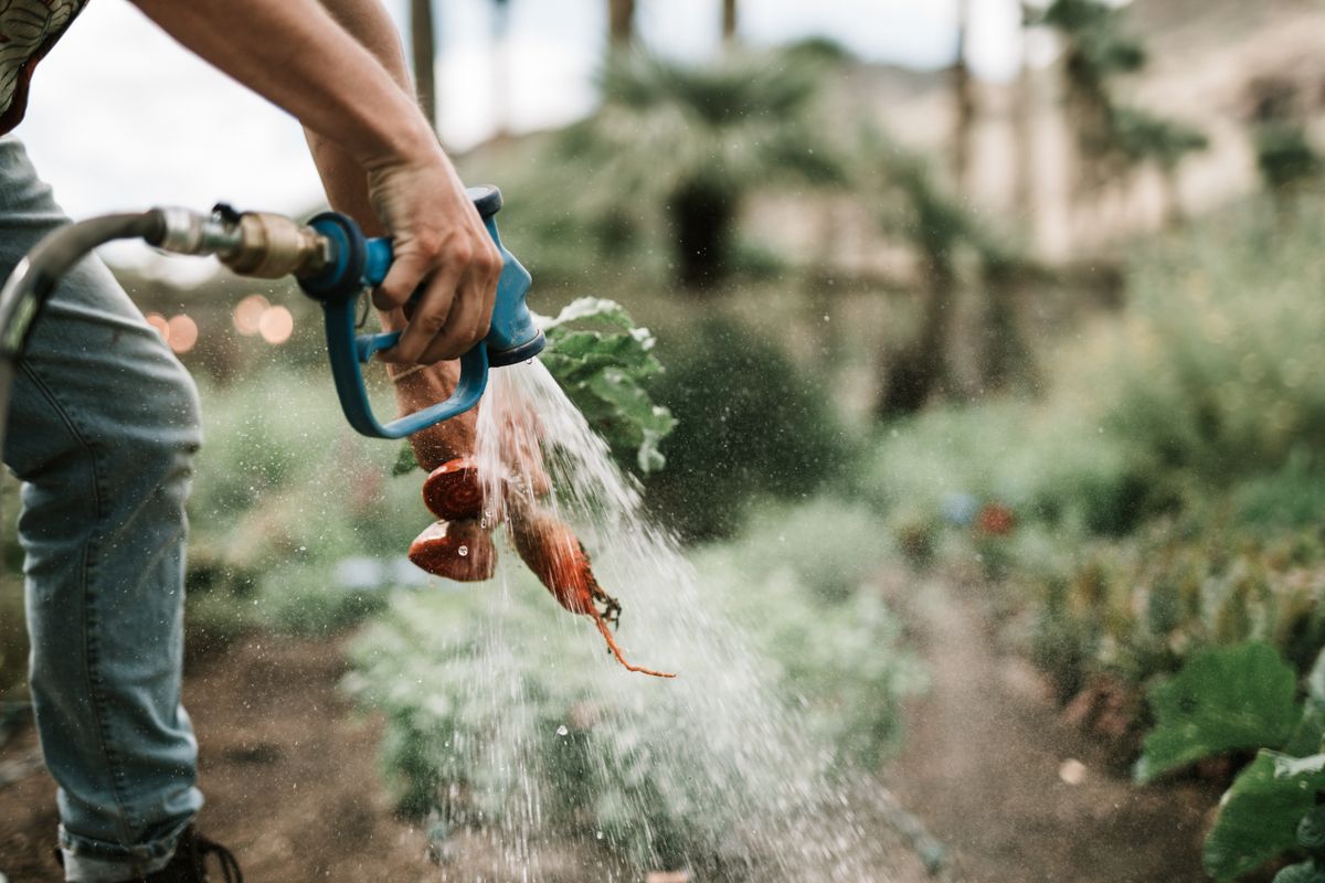 Watering container vegetables in a sunny garden