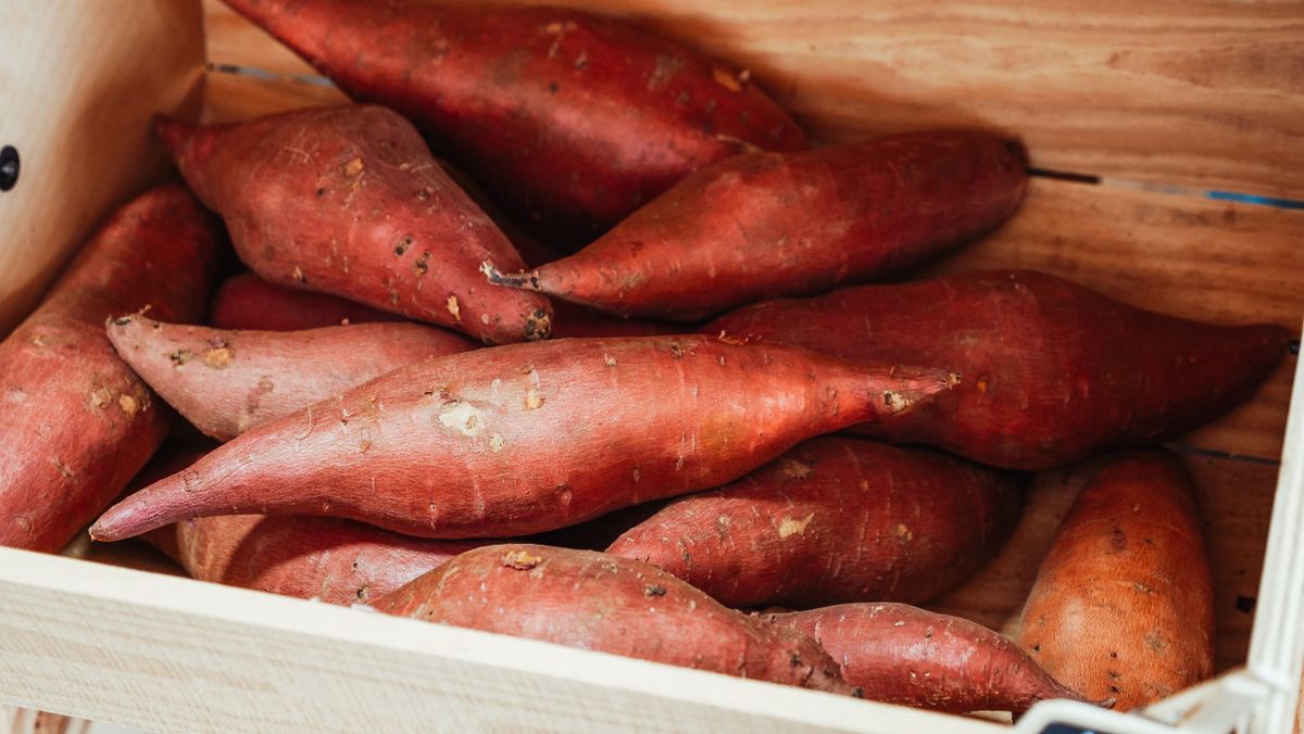 Freshly harvested sweet potatoes on garden soil