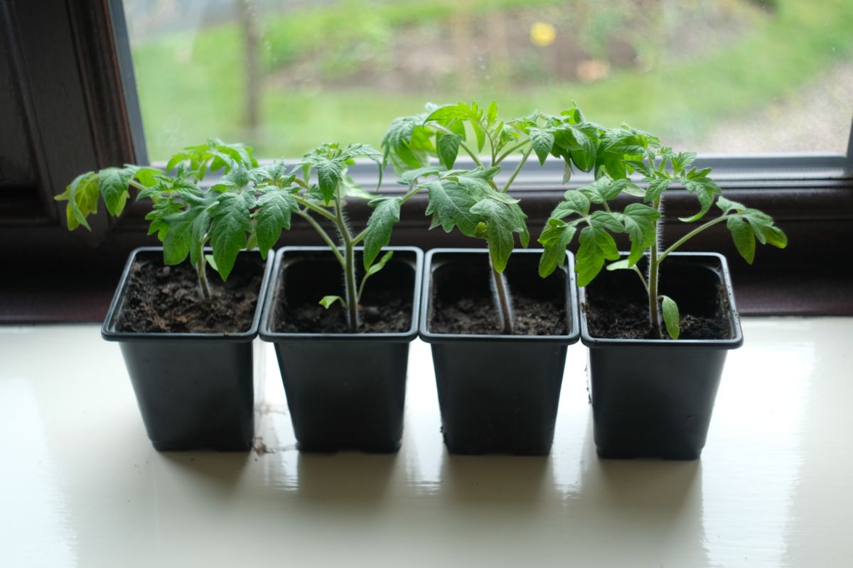 Young tomato seedlings growing in small containers near a sunny window