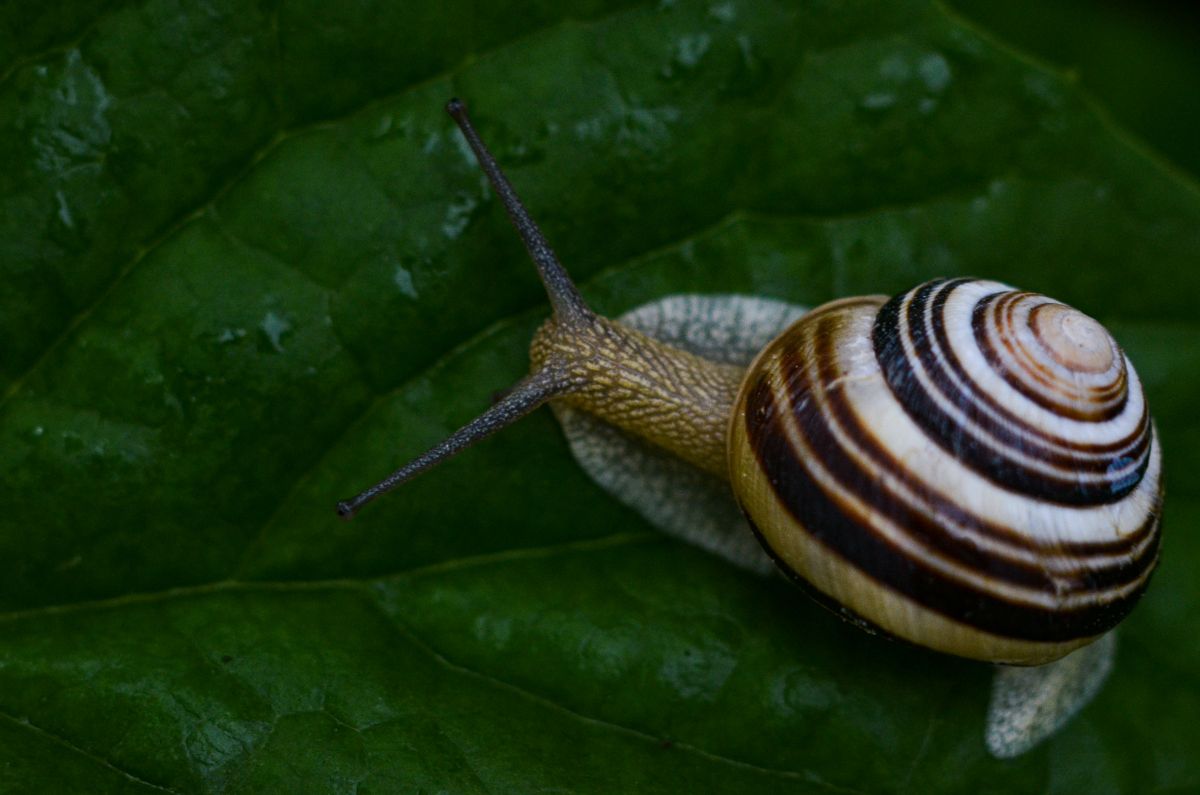 A small garden snail moving across soil near green leaves