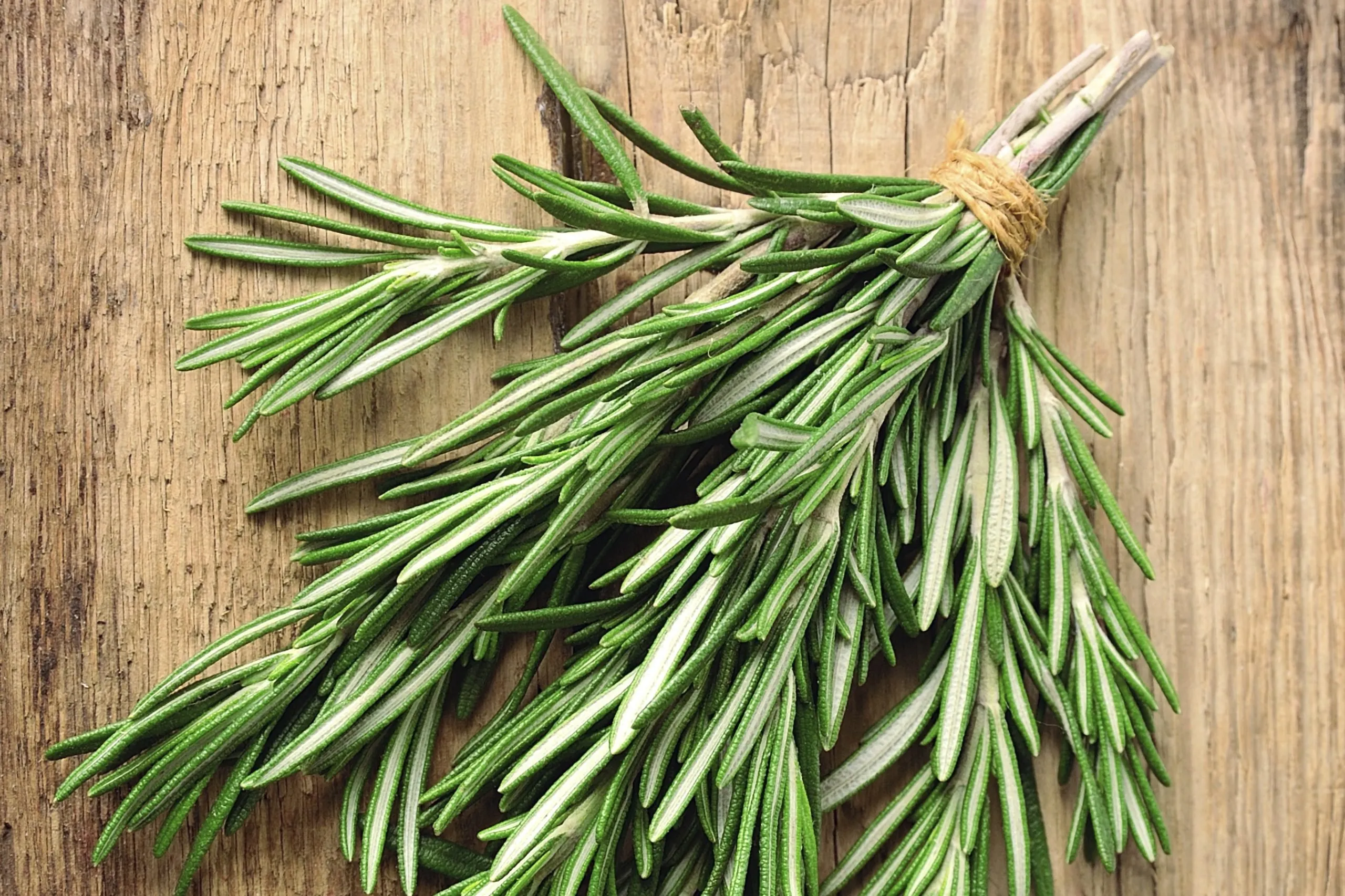 Bottle of rosemary essential oil