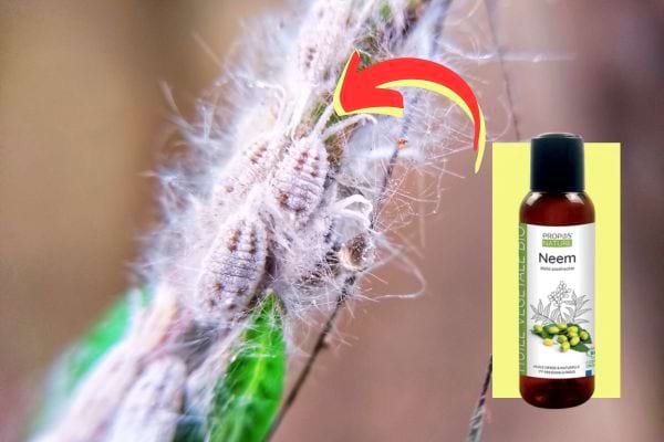 Neem oil to remove mealybugs from a plant