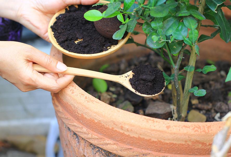 Lush garden thanks to coffee grounds