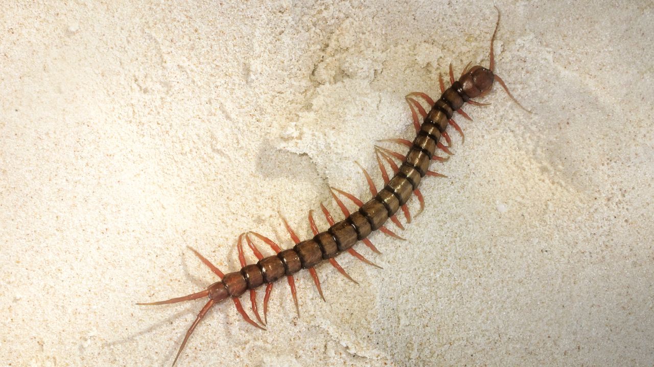 Centipede inside a house