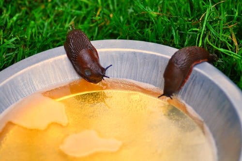 Slug trap using beer