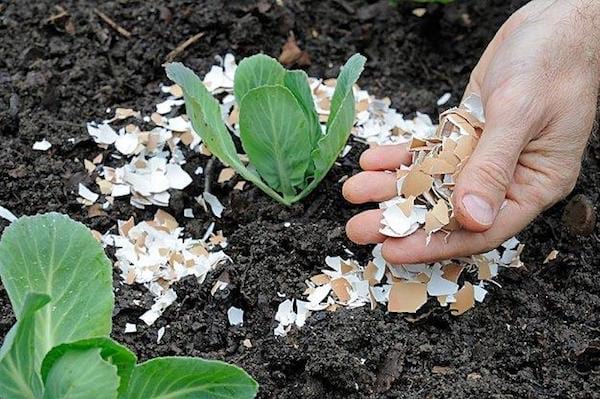 Using eggshells to repel slugs