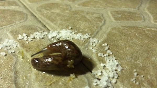 Using salt to repel slugs