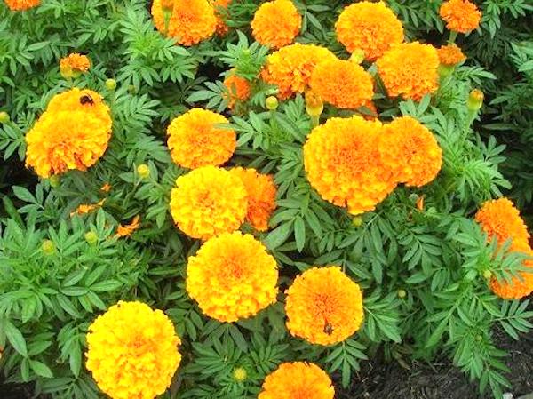 Marigold plants that repel slugs